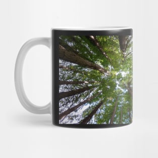 Looking up to the Redwood trees. Mug